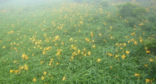 霧降高原のニッコウキスゲ