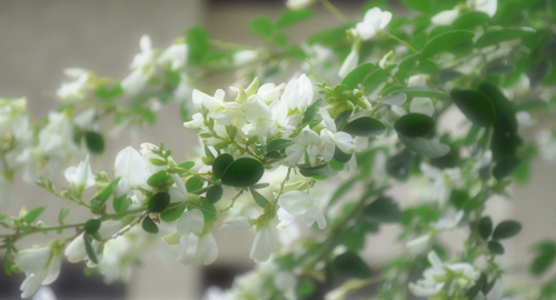 白萩の花