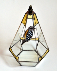 コゲラのテラリウム