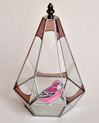 オオマシコのテラリウム