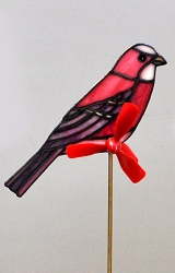 オオマシコのガーデンピック