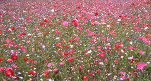 ポピーの花畑