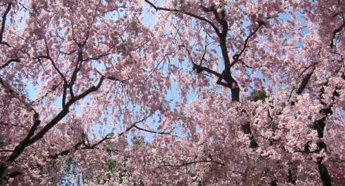 満開の桜