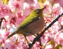 桜とメジロ