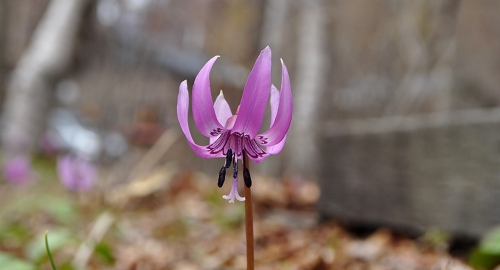 カタクリの花